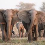 Profile Picture of Elephants.H.Baldwin (@elephants.h.baldwin) on Instagram