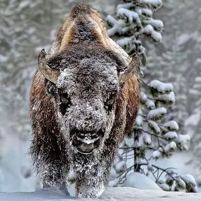 Profile Picture of THOMAS MATTHEW HIRSH (@DATABEAST67) on Twitter