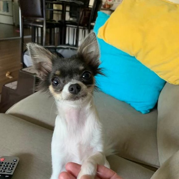 Profile Picture of Deborah Walsh (@deborahwalsh133) on Poshmark