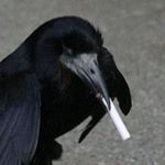 Profile Picture of Edward Thomas (@eamon_tavish) on Instagram