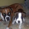Profile Picture of chrisgrosso128 (@@sexydog21) on Tiktok