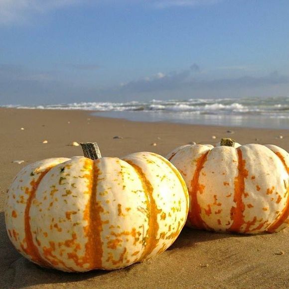 Profile Picture of Carolyn Monks (@cmmonks4) on Poshmark