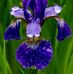 Profile Picture of Carol Gleason (@carol.gleason.754) on Facebook