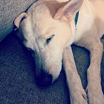 Profile Picture of Jake Rackley (@rackleyjacob90) on Instagram