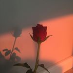Profile Picture of 𝔸𝕚𝕝𝕖𝕖𝕟 𝔸𝕧𝕚𝕝𝕖𝕤 ♡ (@bby.aileennn) on Instagram