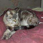 dylan faria - Instagram Profile Picture of dylan faria (@quarezka63) on Instagram