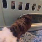 Profile Picture of Chris Foxworthy (@chris.foxworthy) on Instagram