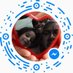 Profile Picture of Andres Gregorio Vargas Alvarado (@AndresG22558106) on Twitter
