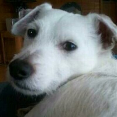 Profile Picture of Dan Switzer (@Switzerdan) on Twitter