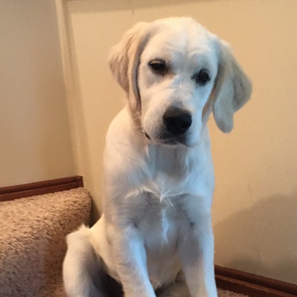 Profile Picture of Joseph Connolly (@jnconnolly) on Poshmark