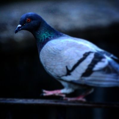Profile Picture of MarkPigeon (@MarkPigeon3) on Twitter