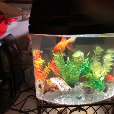 Profile Picture of Wanda Strother (@WandaStrother5) on Twitter