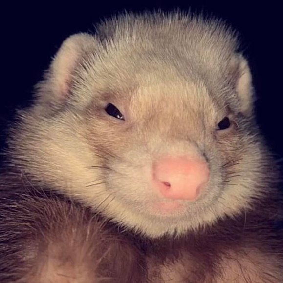Profile Picture of Ryan Turtle (@hoss812) on Poshmark