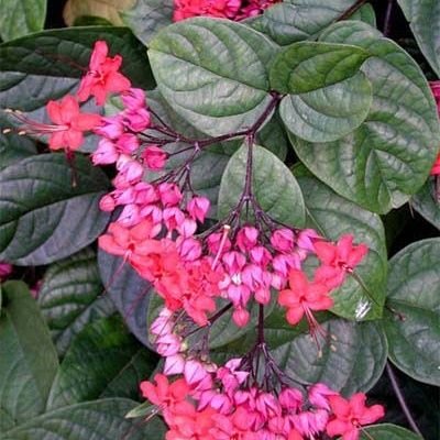 Profile Picture of Paula Molinari Jardim (@MolinariJardim) on Twitter