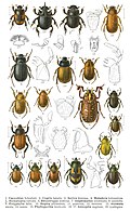 Profile Picture of Scarabaeidaeon Wikipedia