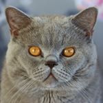 Profile Picture of Leo & Lui (@thefatherthesonandtheholymeow) on Instagram