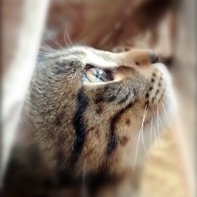 Profile Picture of Jeans Huang (@Jeans_Huang) on Twitter