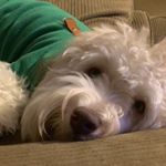 Profile Picture of Oliver Q Dobbs (@oliverqdobbs) on Instagram