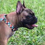 Profile Picture of Gregório (@greg.frenchie) on Instagram