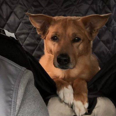 Profile Picture of Matthew Strain (@mad_train) on Twitter