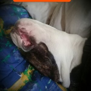 Profile Picture of Richard Haughton (@RichardHaughton) on Twitter