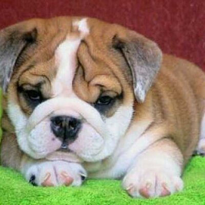 Profile Picture of Jose Pazos (@josepazos0266) on Twitter