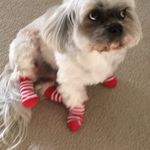 Profile Picture of Lisa Iovino (@iovino.lisa) on Instagram