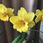 Profile Picture of Suzanne Faucher (@faucher_suzanne) on Instagram