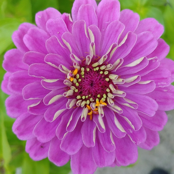 Profile Picture of Meredith Argeros (@argeros68) on Poshmark