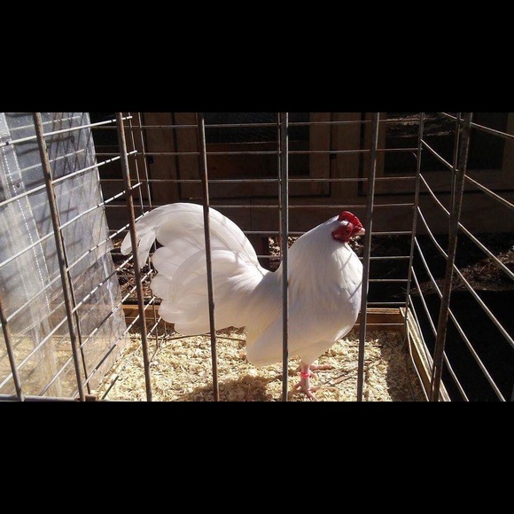 Profile Picture of Britt Coppenbarger (@roosterman1) on Poshmark