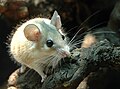 Profile Picture of Spiny mouseon Wikipedia