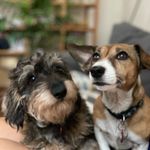 Profile Picture of Perlita Jack russel Vilma Palta teckel (@perlayvilma) on Instagram
