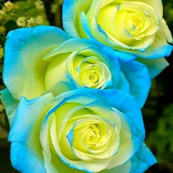 Profile Picture of Tracy Rashid (@tracyrashid) on Poshmark