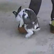 Profile Picture of Alex Selva Brasil (@albertoxss) on Youtube