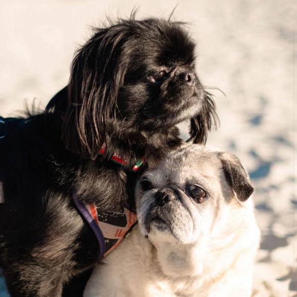 Profile Picture of Amanda Jackson (@peekaboomom) on Poshmark