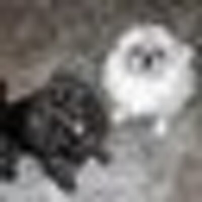 Profile Picture of Gale Russell (@GaleForcedWinds) on Twitter