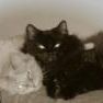 Profile Picture of Apryl Stewart (@apryl18) on Pinterest
