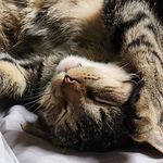 Profile Picture of Brian S. Wakeman (@brian.wakehandyman) on Instagram