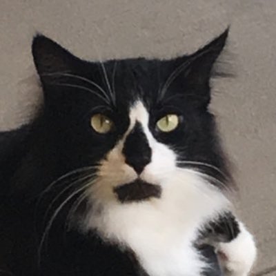 Profile Picture of Anne L Mulvihill (@annelmulvihill) on Twitter