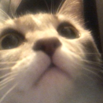 Profile Picture of Nicholas Collette (@NicholasColle14) on Twitter