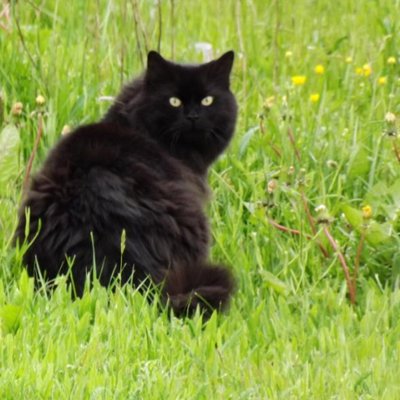 Kim Stirling - Twitter Profile Picture of Kim Stirling (@spookykitty1967) on Twitter