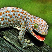 Profile Picture of Peter Epperson (@peterepperson7661) on Youtube