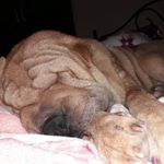 Profile Picture of daryl💕 (@daryl.sharpei) on Instagram