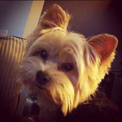 Profile Picture of Tate Henry (@tatetheyorkie) on Twitter