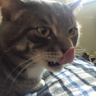 Profile Picture of Mattie Cakes (@beanchuuu) on Twitter