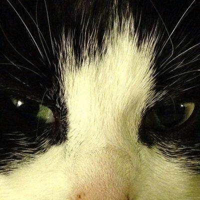 Profile Picture of Chris Gustavson (@cgusta) on Twitter