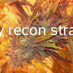 Profile Picture of Joseph Migliaccio (@bigjoedax) on Twitter