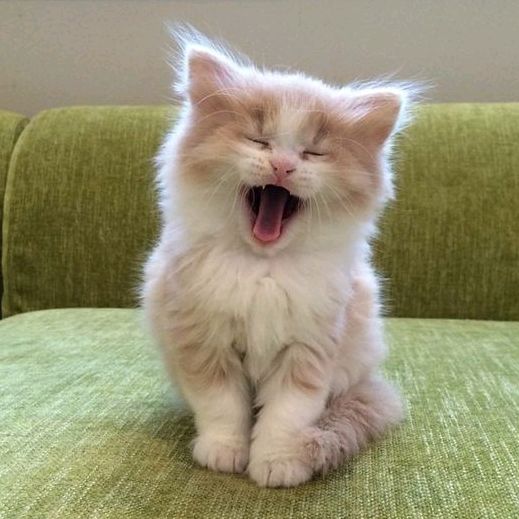 Profile Picture of Andrea Romine (@bobcats55) on Tiktok