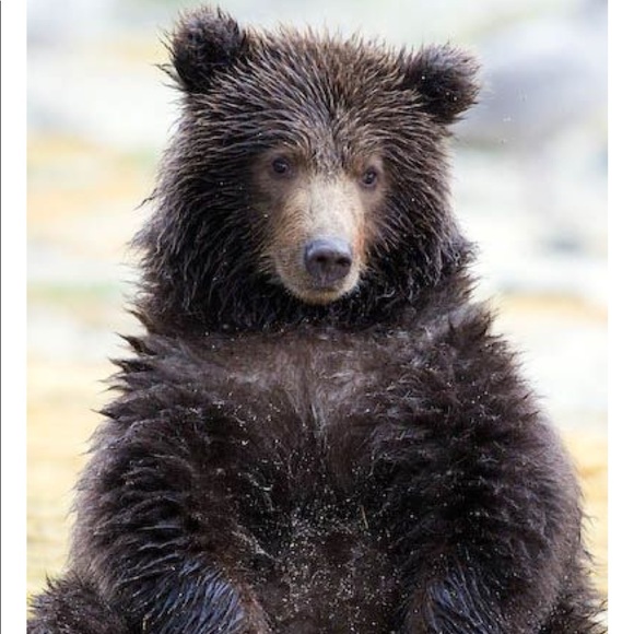 Profile Picture of Liz Larrimore (@elarrimore) on Poshmark