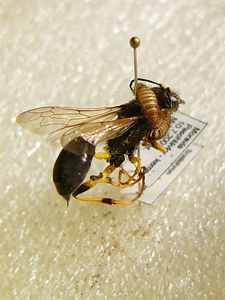 Profile Picture of Pest (organism)on Wikipedia